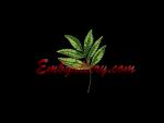 Machine Embroidery Design