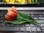 Machine Embroidery Design (FSL)