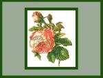 Machine Embroidery Design