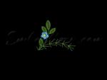Machine Embroidery Design from the Set "Chamomiles"