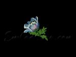 Machine Embroidery Design