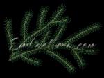 Machine Embroidery Design