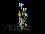 Machine embroidery designs.