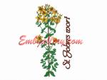 Wildflowers_"St. John's wort"