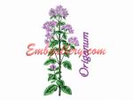 Wildflowers_"Origanum"