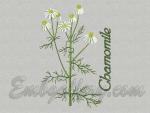 Herbs_"Camomile"