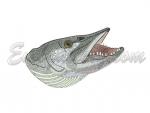 "Pike" 