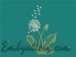 "Dandelion"_2