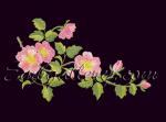 "Dog-Rose"_1