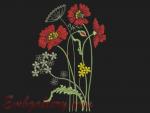 "Field poppies"