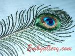 "Peacock Feather"