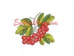 "Bunch of rowan"