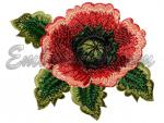 "Poppy flower"
