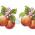 Fruits and Berries